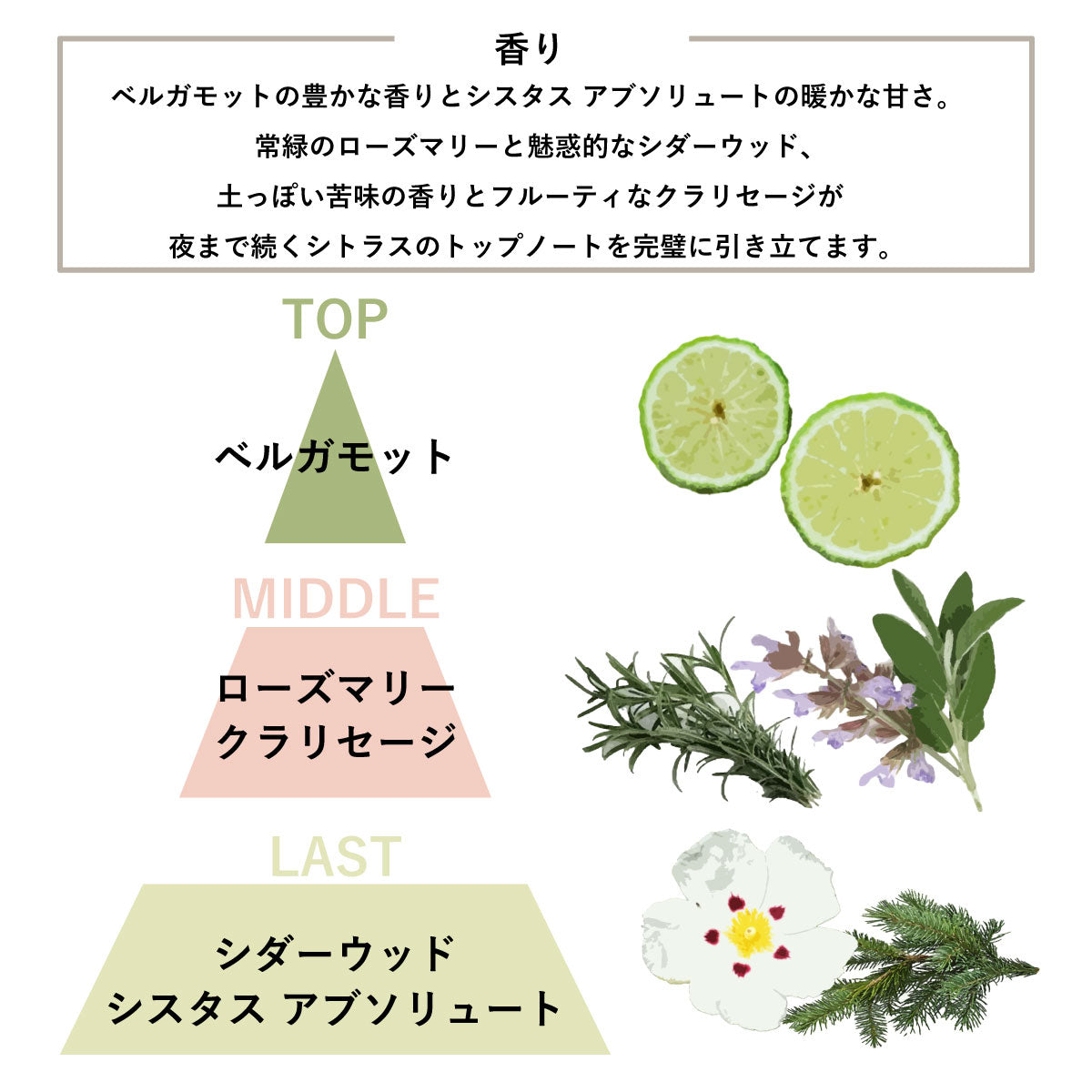 AATHER As The Sun Sets - Bergamot & Sage – KORC公式オンラインストア